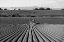 Picture of CROP ROWS IN SAN LUIS OBISPO COUNTY-CALIFORNIA