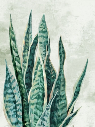 Picture of REACHING SNAKE PLANT