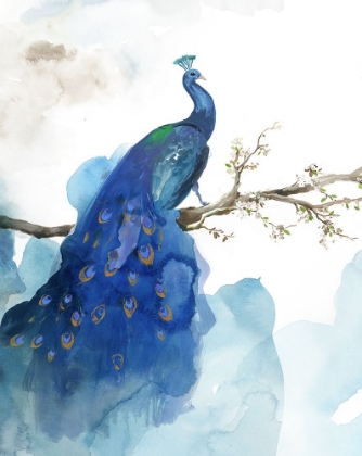 Picture of BLUE PEACOCK