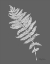 Picture of NEUTRAL FERN ON GREY I