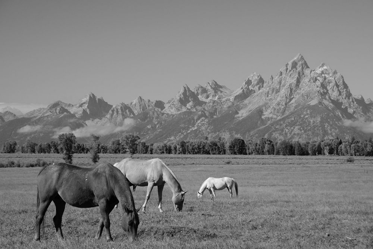 Picture of MEADOW UNDER THE MOUNTAINS