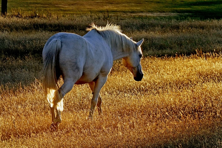 Picture of SUMMER MEADOW II