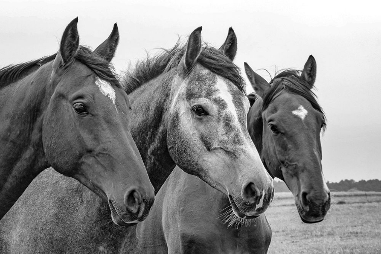 Picture of THREE OF A KIND