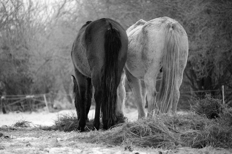 Picture of WINTER FEED