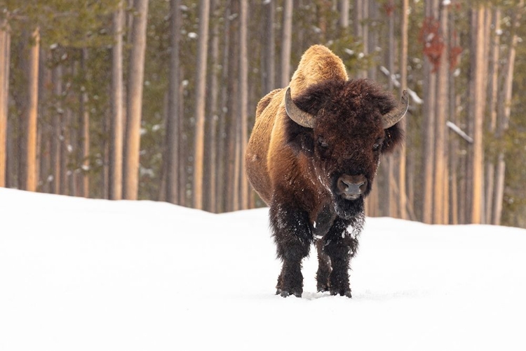 Picture of BULL BISON NEAR MADISON JUNCTION, YELLOWSTONE NATIONAL PARK