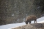 Picture of BISON, BLACKTAIL DEER PLATEAU, YELLOWSTONE NATIONAL PARK