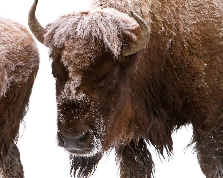 Picture of BISON NEAR ELK PARK, YELLOWSTONE NATIONAL PARK