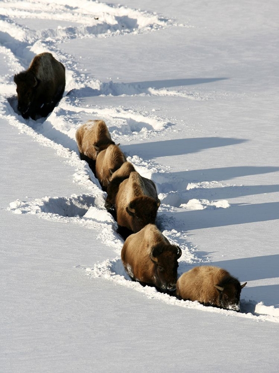 Picture of BISON NEAR TOWER JUNCTION, YELLOWSTONE NATIONAL PARK