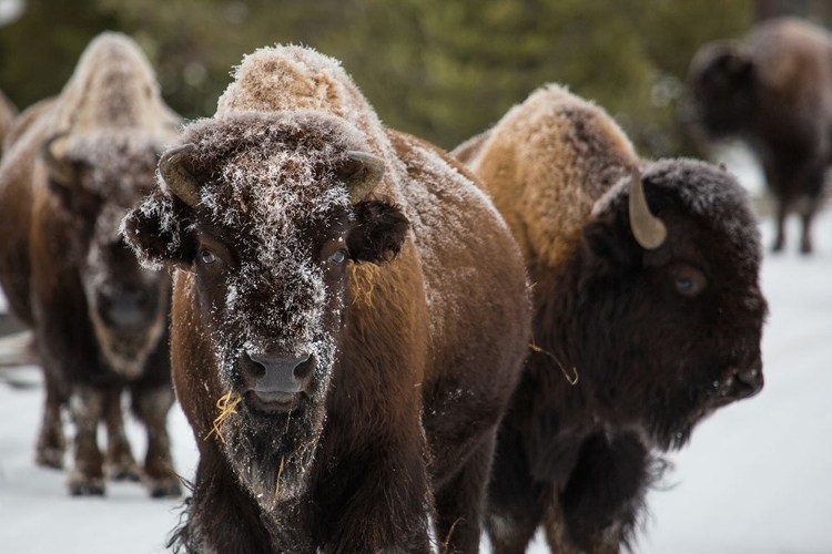 Picture of BISON, NORRIS GEYSER BASIN, YELLOWSTONE NATIONAL PARK