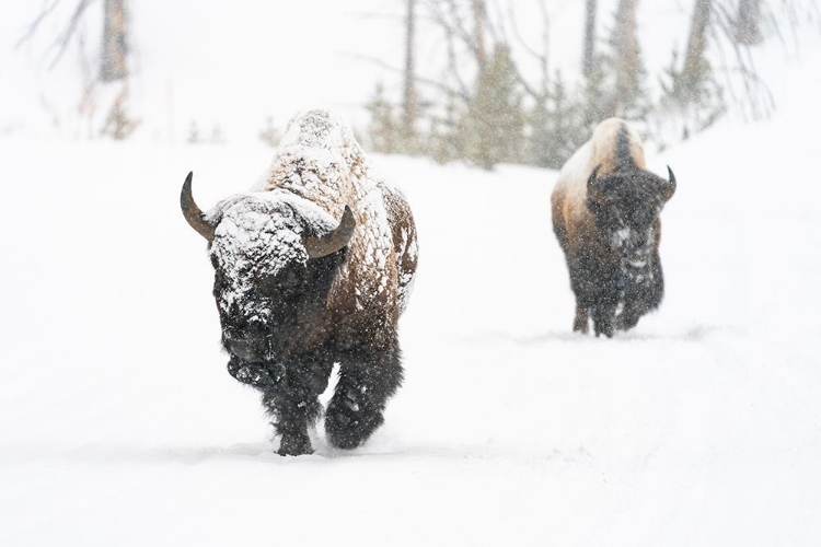 Picture of BULL BISON ON THE EAST ENTRANCE ROAD, YELLOWSTONE NATIONAL PARK