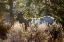 Picture of BULL ELK, BLACKTAIL DEER PLATEAU, YELLOWSTONE NATIONAL PARK