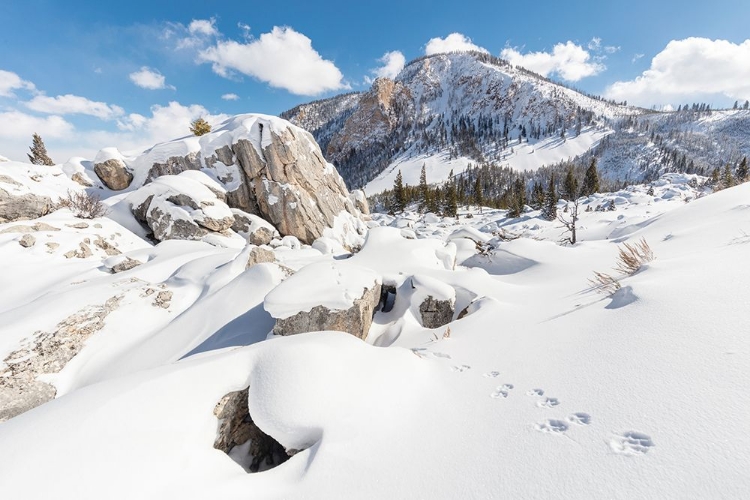 Picture of COYOTE TRACKS IN THE HOODOOS, YELLOWSTONE NATIONAL PARK