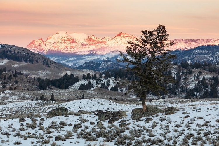 Picture of LAST LIGHT ON CUTOFF MOUNTAIN, YELLOWSTONE NATIONAL PARK