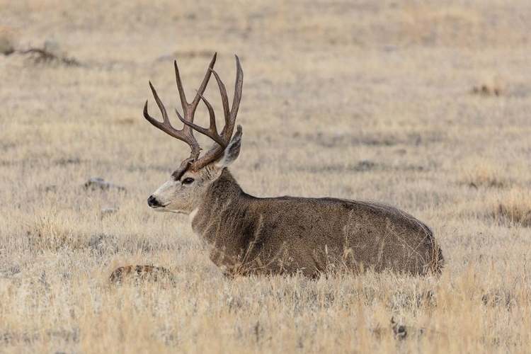 Picture of MULE DEER BUCK, YELLOWSTONE NATIONAL PARK