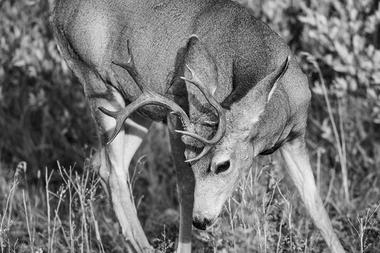 Picture of MULE DEER BUCK, SWAN LAKE FLAT, YELLOWSTONE NATIONAL PARK