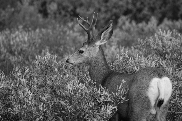 Picture of MULE DEER BUCK, SWAN LAKE FLAT, YELLOWSTONE NATIONAL PARK