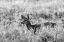 Picture of MULE DEER, MAMMOTH HOT SPRINGS, YELLOWSTONE NATIONAL PARK