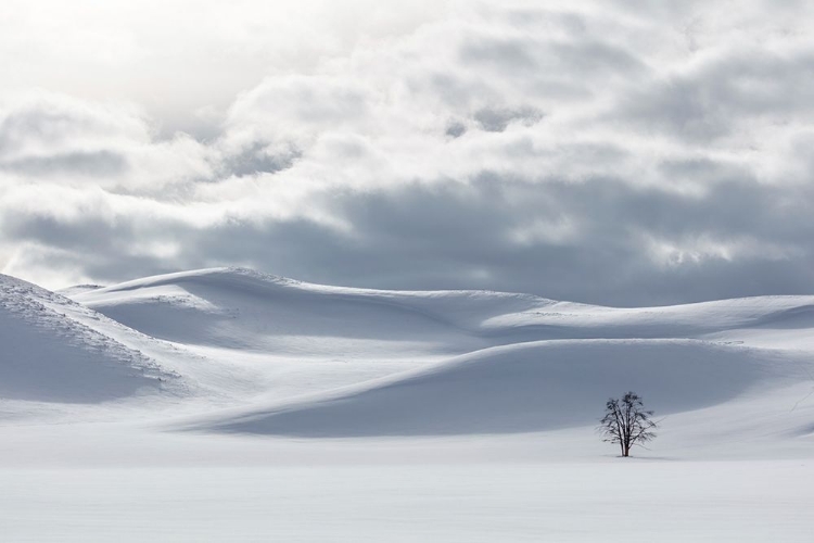 Picture of SHADES OF WHITE IN HAYDEN VALLEY, YELLOWSTONE NATIONAL PARK