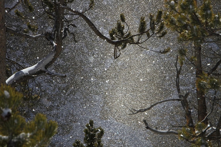 Picture of SNOWFALL AT CANYON, YELLOWSTONE NATIONAL PARK