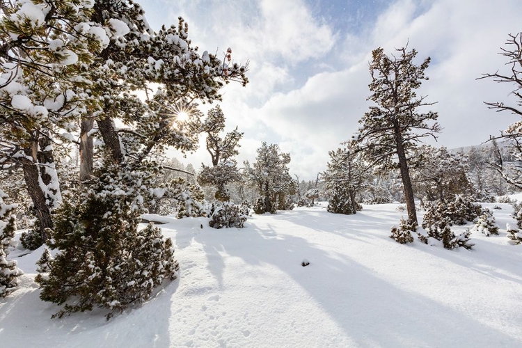 Picture of SNOW SLURRIES AT MAMMOTH HOT SPRINGS TERRACES, YELLOWSTONE NATIONAL PARK