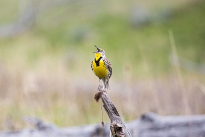 Picture of WESTERN MEADOWLARK, LAMAR VALLEY, YELLOWSTONE NATIONAL PARK
