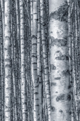 Picture of BIRCHES 2