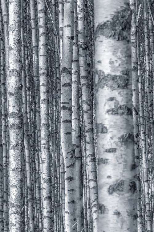 Picture of BIRCHES 2