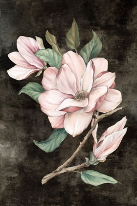 Picture of PINK MAGNOLIA I