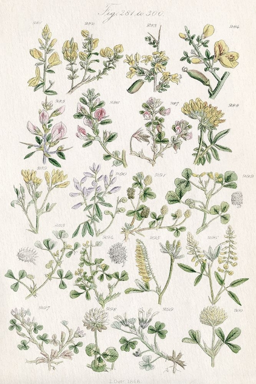 Picture of WILDFLOWER FIELD GUIDE