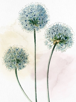 Picture of WATERCOLOR DANDELION