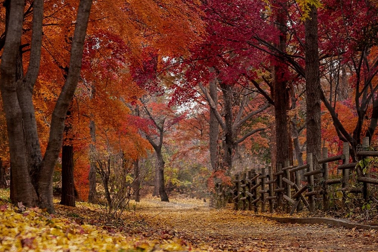 Picture of AUTUMN STROLL