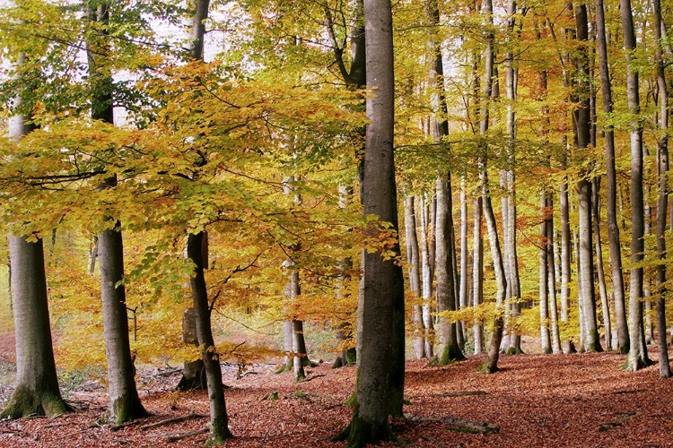 Picture of AUTUMN WALK