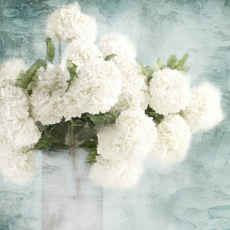 Picture of HYDRANGEAS