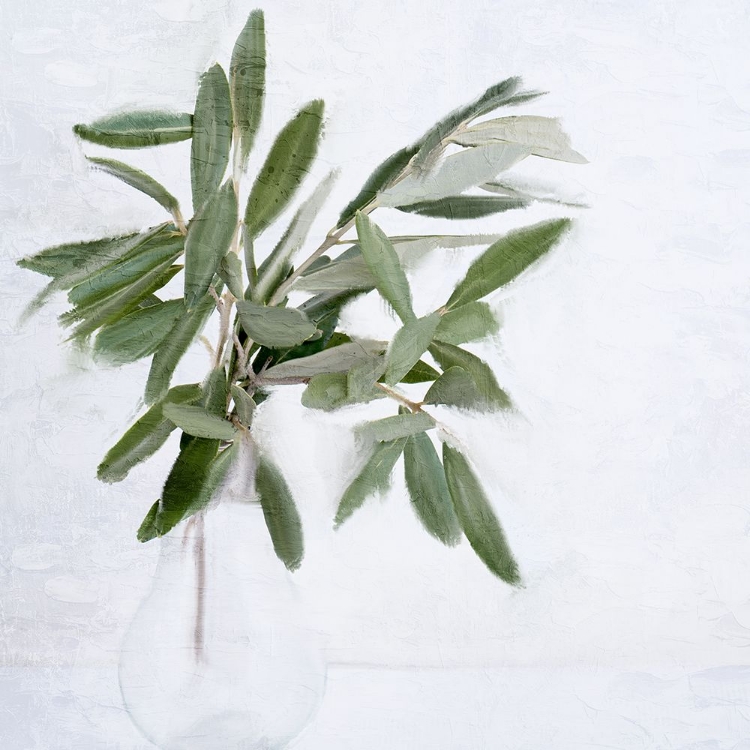 Picture of OLIVE BRANCHES