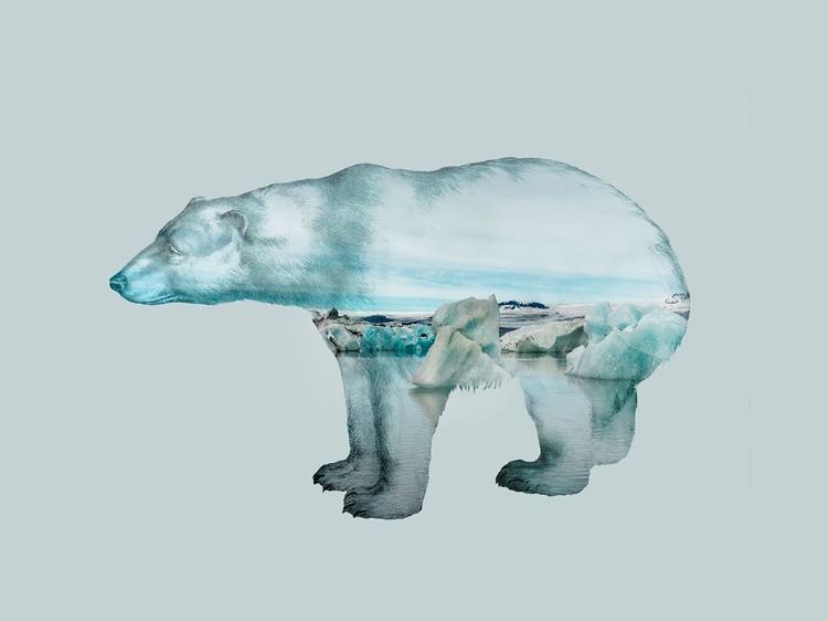 Picture of POLAR BEAR