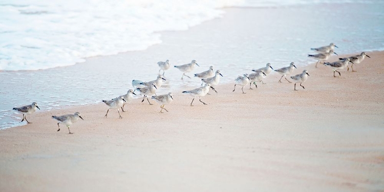 Picture of COASTAL MARCH