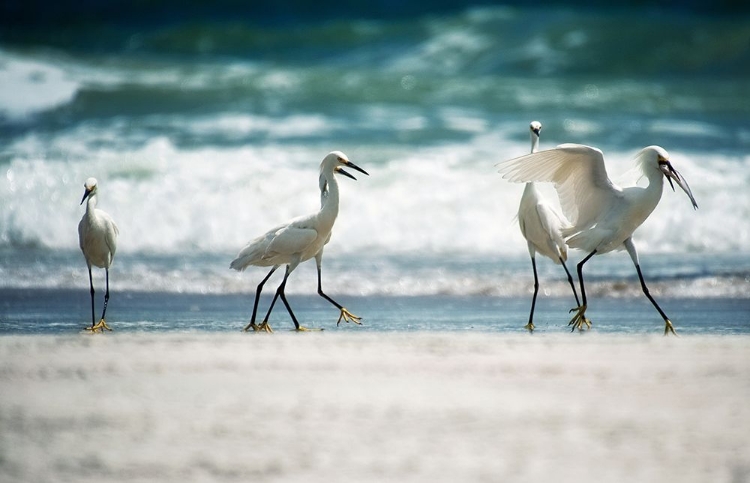 Picture of EGRET WALK