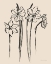 Picture of INK SKETCH DAFFODILS