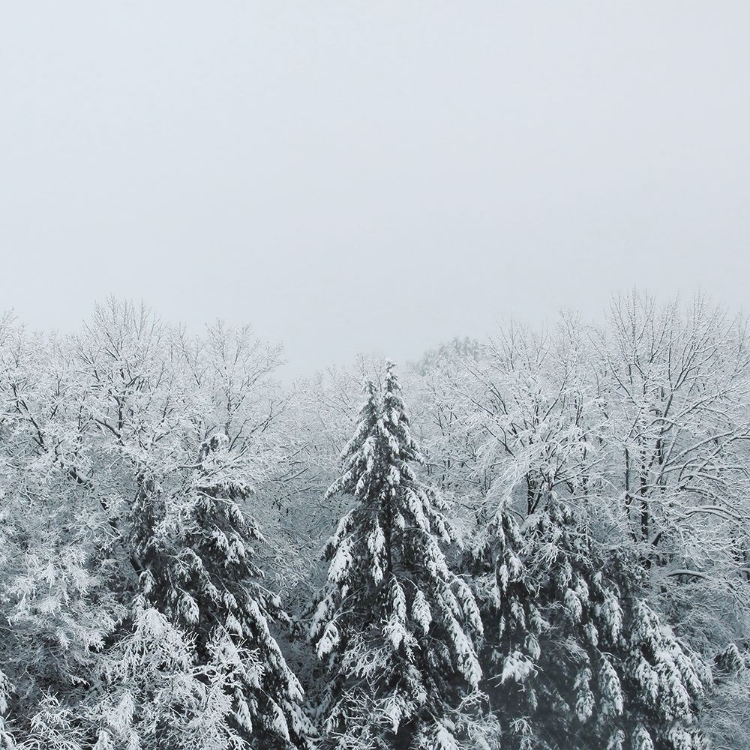 Picture of SNOWSHOE HILL DEEP CROP