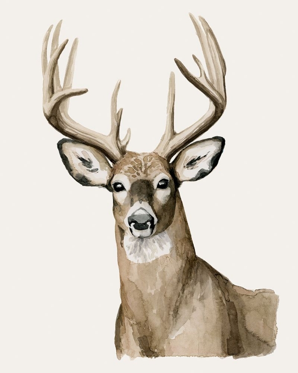 Picture of HANDSOME WHITETAIL I