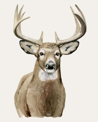 Picture of HANDSOME WHITETAIL II