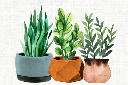 Picture of POTTED PLANTS