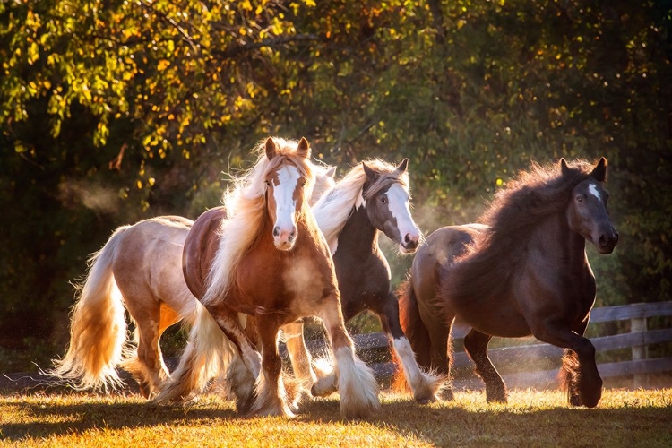 Picture of SUNLIT HORSES III