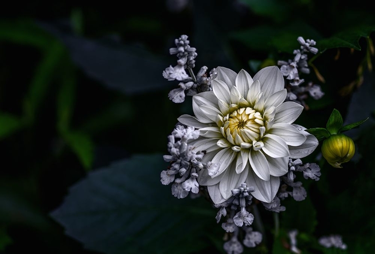 Picture of DAHLIA FLOWER