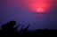 Picture of SUNRISE IN UGANDA