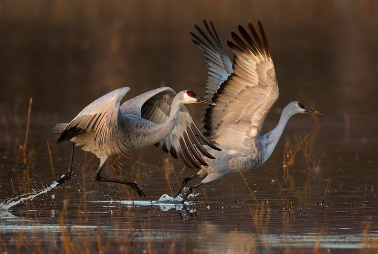 Picture of TAKING OFF AT SUNRISE