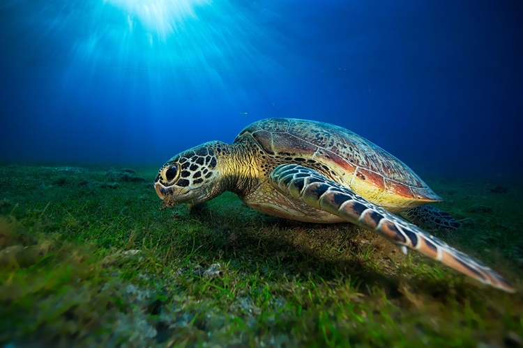 Picture of GREEN TURTLE