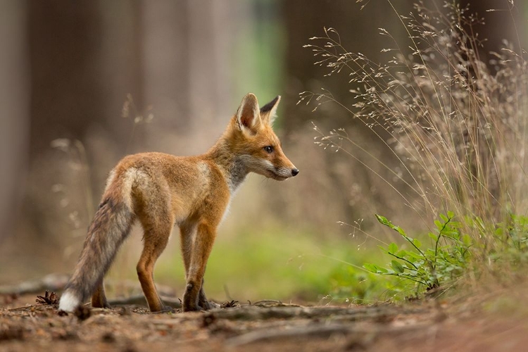 Picture of RED FOX