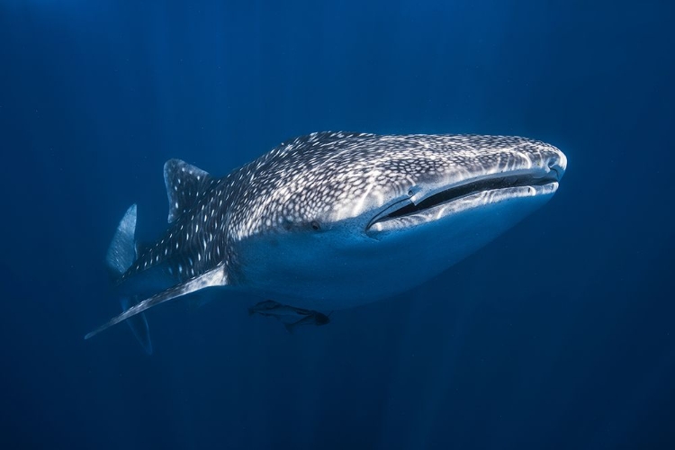 Picture of WHALE SHARK