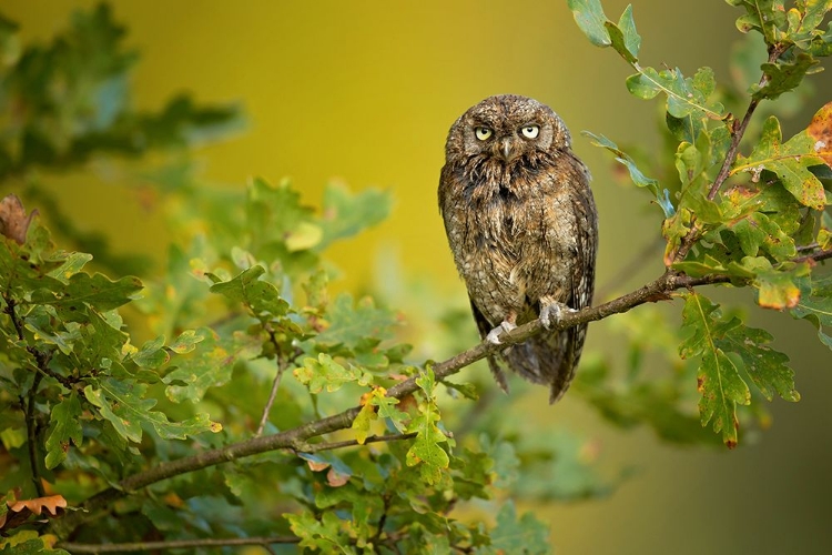 Picture of EURASIAN SCOPS OWL